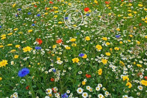 Wild Flowers Norfolk DMO394